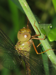 Gynacantha rosenbergi