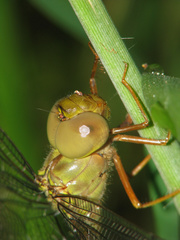 Gynacantha rosenbergi