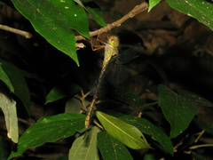 Gynacantha rosenbergi