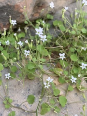 Wimmerella pygmaea