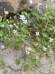 Wimmerella pygmaea