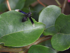 Parachartergus apicalis