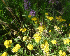 Psilostrophe gnaphalodes