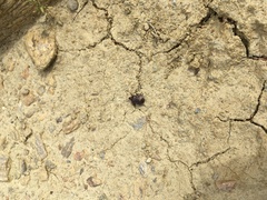 Cermatulus nasalis hudsoni