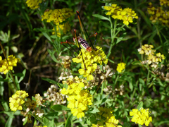 Psilostrophe gnaphalodes