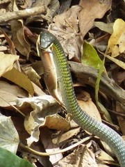 Dendrelaphis calligaster