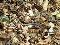Dendrelaphis calligaster