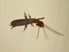 Oligotoma