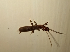 Oligotoma