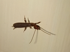 Oligotoma