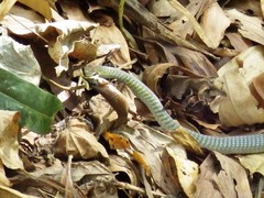 Dendrelaphis calligaster