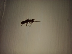 Oligotoma