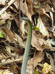 Dendrelaphis calligaster