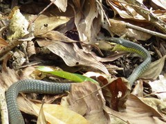 Dendrelaphis calligaster