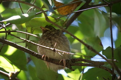 Eopsaltria australis