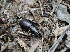 Mecodema crenaticolle