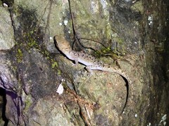 Nactus cheverti