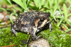 Breviceps mossambicus