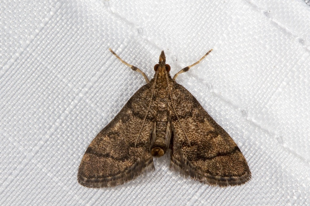 Metasia cuencalis