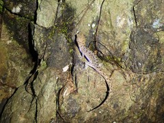 Nactus cheverti