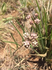 Asclepias cucullata