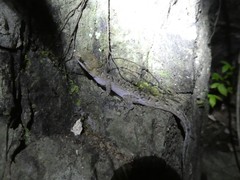 Nactus cheverti