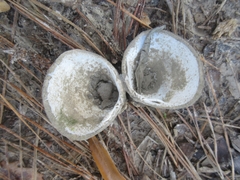 Polymesoda caroliniana