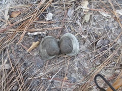 Polymesoda caroliniana