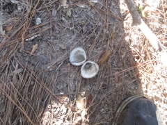 Polymesoda caroliniana