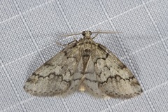 Tephronia lhommaria