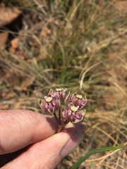 Asclepias cucullata