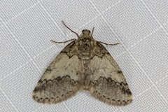 Tephronia lhommaria