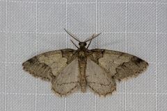 Tephronia lhommaria