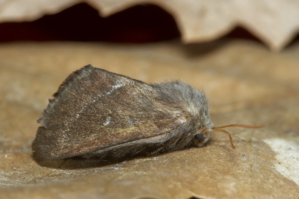Psilogaster loti