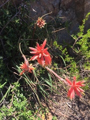Aloe andersonii