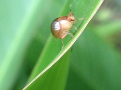 Celyphus difficilis