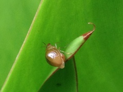 Celyphus difficilis