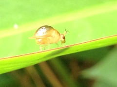 Celyphus difficilis