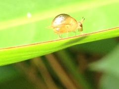 Celyphus difficilis