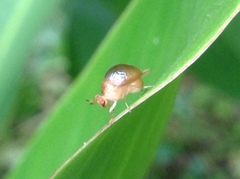 Celyphus difficilis