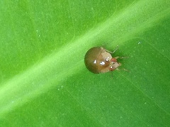 Celyphus difficilis