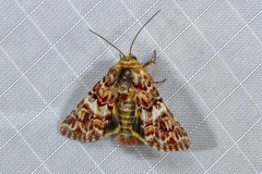 Anarta myrtilli
