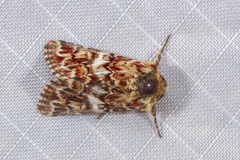 Anarta myrtilli