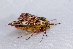 Anarta myrtilli