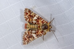 Anarta myrtilli