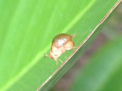 Celyphus difficilis