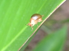 Celyphus difficilis