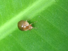 Celyphus difficilis