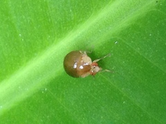 Celyphus difficilis