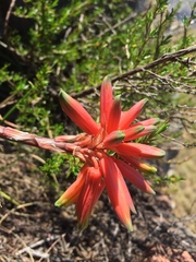 Aloe andersonii